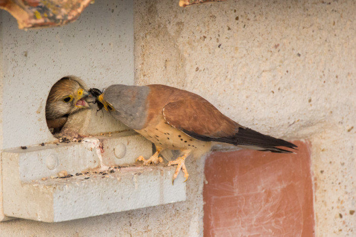 Un macho de cernícalo primilla ceba con una presa recién capturada a un pollo en un primillar de la Comunidad de Madrid. Foto: Alberto Álvarez. 