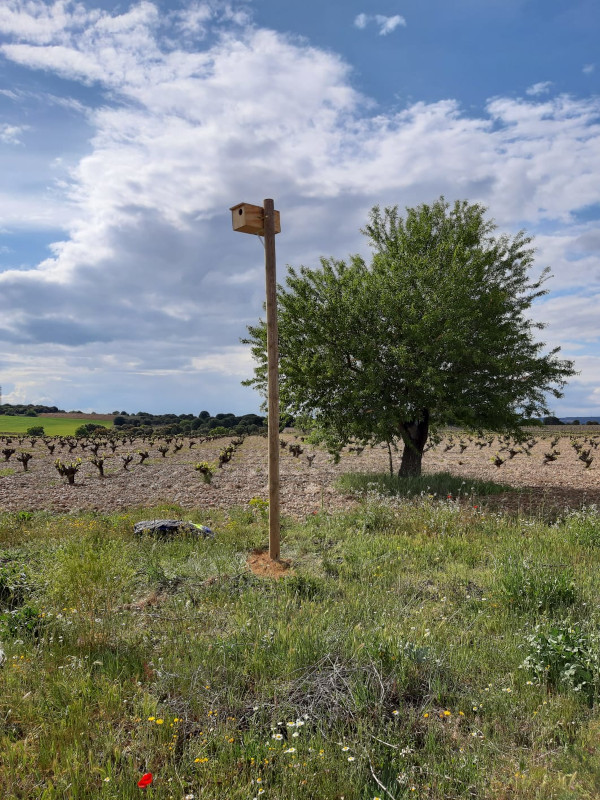 Caja nido para mochuelo europeo en el entorno del viñedo de Bodegas Numanthia, en la provincia de Zamora.