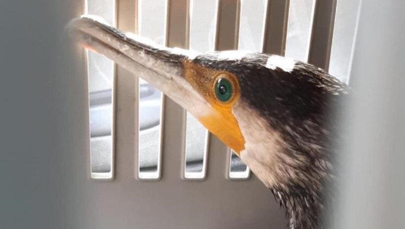 Tras ser rescatado, una voluntaria trasladó al cormorán grande hasta las instalaciones de GREFA en Majadahonda.