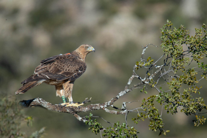 El macho de águila de Bonelli "Cotanillo" con su emisor GPS visible al dorso. Foto: Alberto Álvarez.