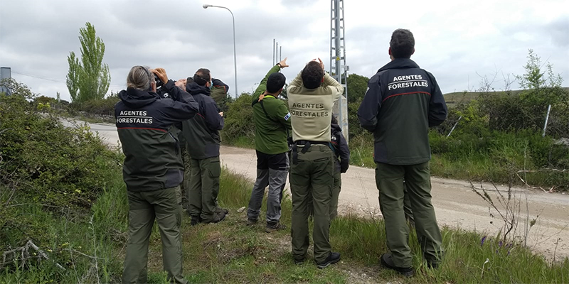Agentes Forestales de la Comunidad de Madrid participantes en un curso observan un tendido eléctrico.