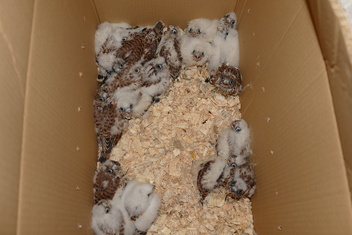 Pollos de cernícalo primilla de entre 18 y 22 días, ya preparados para su traslado e introducción en el primillar  mediante la técnica del “hacking”.