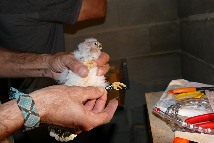 Anillamiento de uno de los pollos de cernícalo primilla de las parejas que este año han criado de forma natural en el primillar de Tortuera.