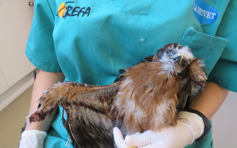 El aguilucho cenizo procedente de Fuente el Saz de Jarama (Madrid) presentaba la amputación de las últimas falanges de ambas alas.