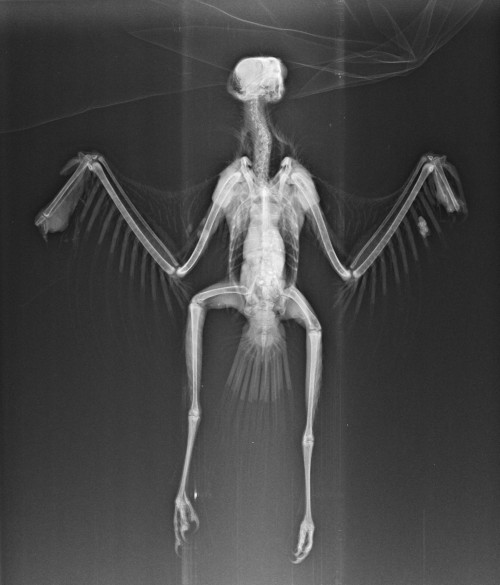 Radiografía realizada en GREFA a un aguilucho cenizo donde se aprecia la amputación de las últimas falanges de ambas alas.