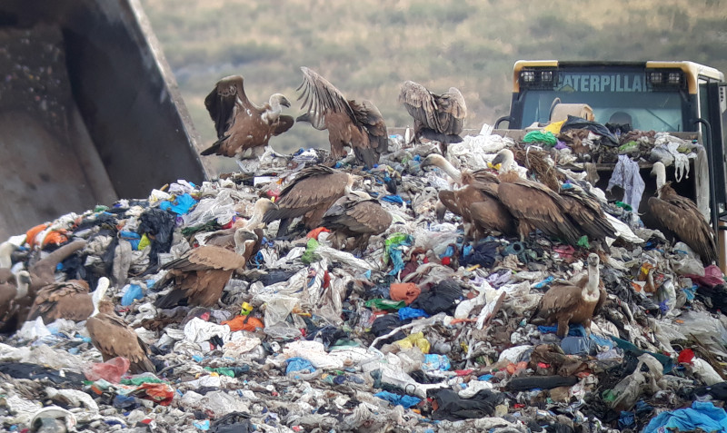Varios buitres leonados se disponen a comer mientras un camión descarga basura en el CTR Ávila Norte (Urraca-Miguel, Ávila).
