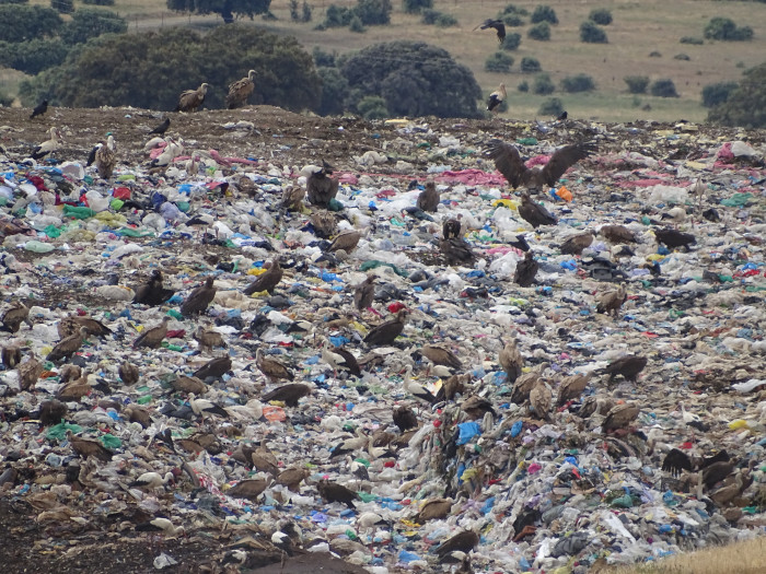 Imagen habitual en el CTR Ávila Norte: cigüeñas y buitres negros y leonados buscando alimento entre la basura.