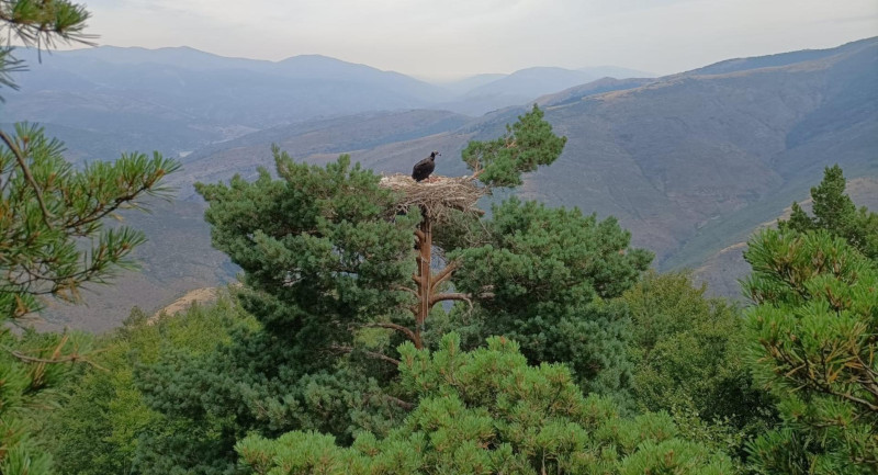 El pollo de buitre negro nacido en 2022 en La Rioja reposa en su nido. Foto: Gobierno de La Rioja.