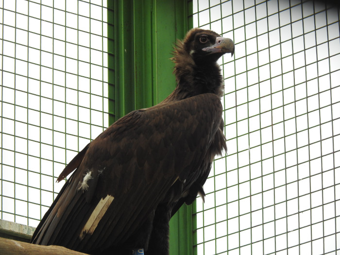 Imponente estampa de "Deborah" durante su estancia en el jaulón de aclimatación para buitres negros existente en la zona de reintroducción de la especie en la Sierra de la Demanda.