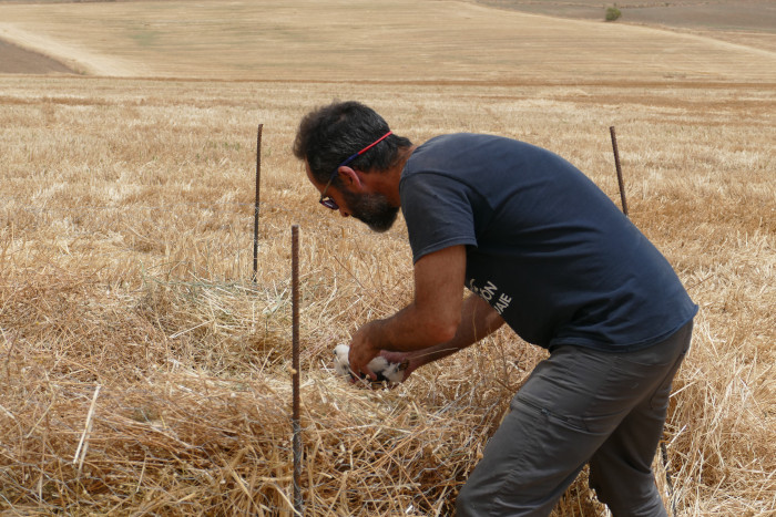 Juan Martínez, coordinador de la campaña de aguiluchos de GREFA, traslada un pollo a un nido con cercado para evitar su depredación.