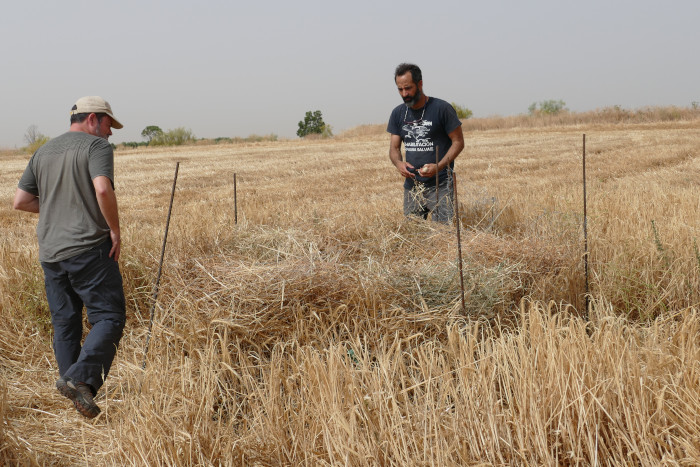 Los rodales que dejan los agricultores son una insuficiente garantía para la supervivencia de los aguiluchos. Desde GREFA apostamos por compensar al agricultor por el retraso de la cosecha hasta que los pollos hayan volado.