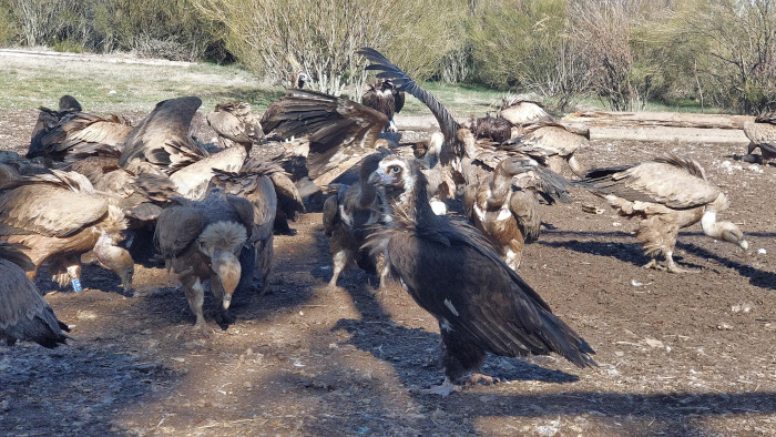 Buitres negros y buitres leonados en el PAE de Huerta de Arriba. Destacar la gran importancia ecológica de las rapaces necrófagas es el objetivo del Día del Buitre.