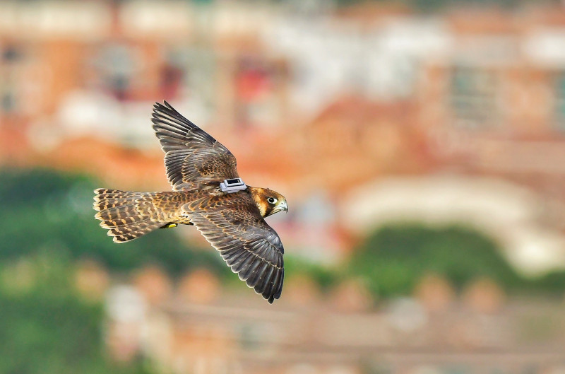 Halcón joven liberado en Alcalá de Henares con emisor GPS fotografiado poco después de su suelta. Foto: Benito Ruiz Calatayud.