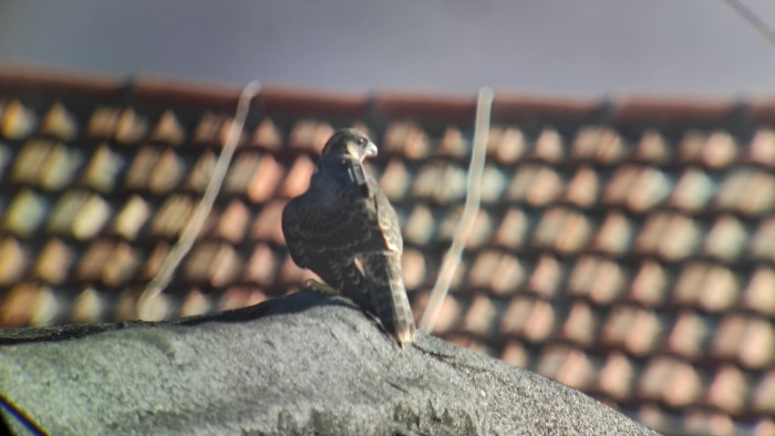 Joven macho de halcón peregrino tras su liberación por GREFA en Alcorcón. Foto: Carlos Ponce.