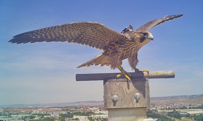 Uno de los halcones peregrinos liberados en Alcalá de Henares equipado con un GPS. Foto: Benito Ruiz Calatayud.