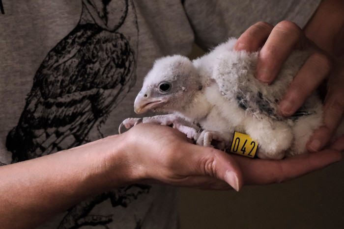 Pollo nacido en cautividad en las instalaciones de GREFA.