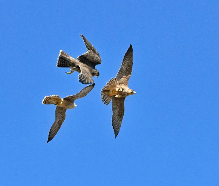 Dos de los halcones liberados jugando con uno de los progenitores. Foto: Benito Ruiz Calatayud.