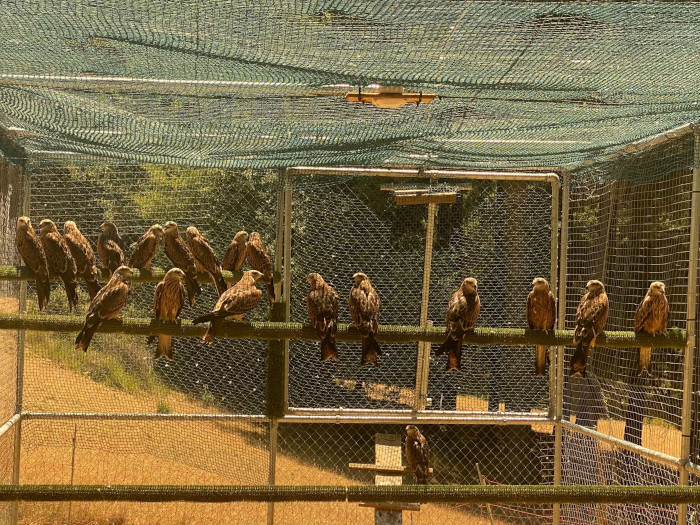 Milanos reales pertenecientes a la tercera tanda de aves trasladadas a Cazorla, en el interior del jaulón de aclimatación donde han sido recientemente introducidos, como fase previa a su liberación definitiva.