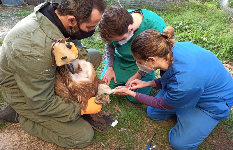 Revisión veterinaria de un buitre leonado por parte del personal de GREFA. Cada vez más, el concepto "One Health" impregna la labor de nuestra ONG en sus diferentes ámbitos.