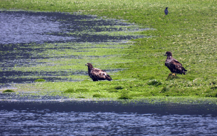 "Pindal" y "Pechón" en la orilla de la ría de Tina Mayor.