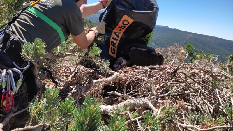 El pollo de buitre negro "N7" es devuelto a su nido de la Sierra de la Demanda por un agente medioambiental especializado en trabajos de altura.