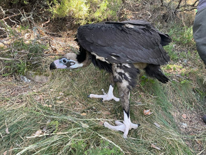 El pollo de buitre negro "N7" es uno de los tres rescatados en la Sierra de la Demanda cuando aún no habían volado de sos nidos.