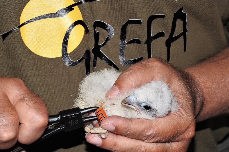 Detalle del anillamiento de uno de los pollos. Foto: Luis Jiménez / GREFA Andalucía.