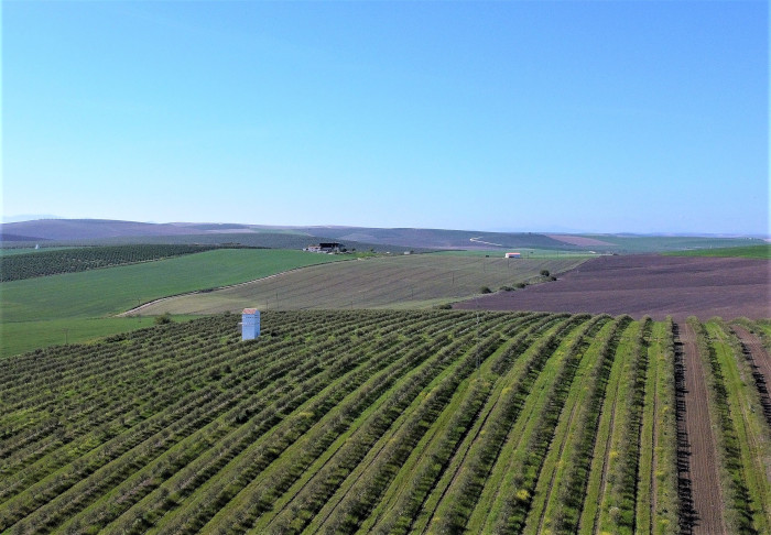 Panorámica de la zona de la finca agrícola de Tejadilla, en Écija (Sevilla), donde se divisa el primillar. Foto: José María Ayala / GREFA Andalucía.