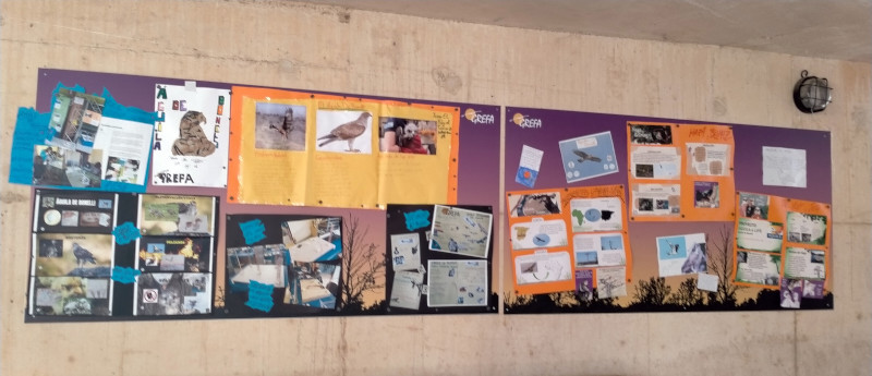 Mural con los trabajos especiales presentados a la tercera muestra artística del águila de Bonelli, en el hospital de fauna salvaje de GREFA (Majadahonda, Madrid).