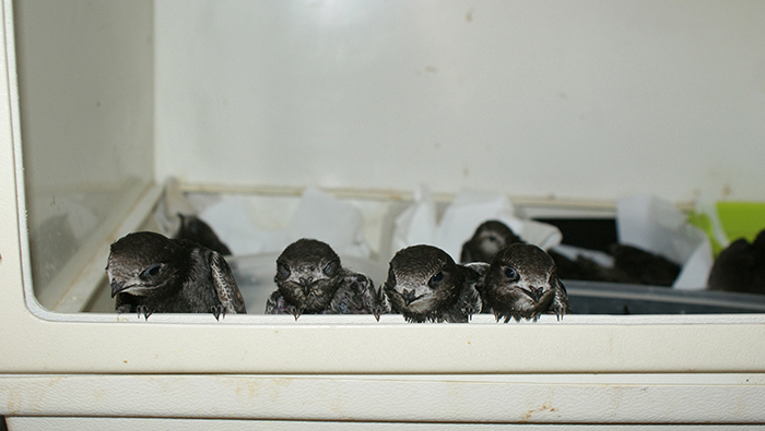 Pollos de vencejo bajo los cuidados de nuestros voluntarios en la nursería de GREFA.