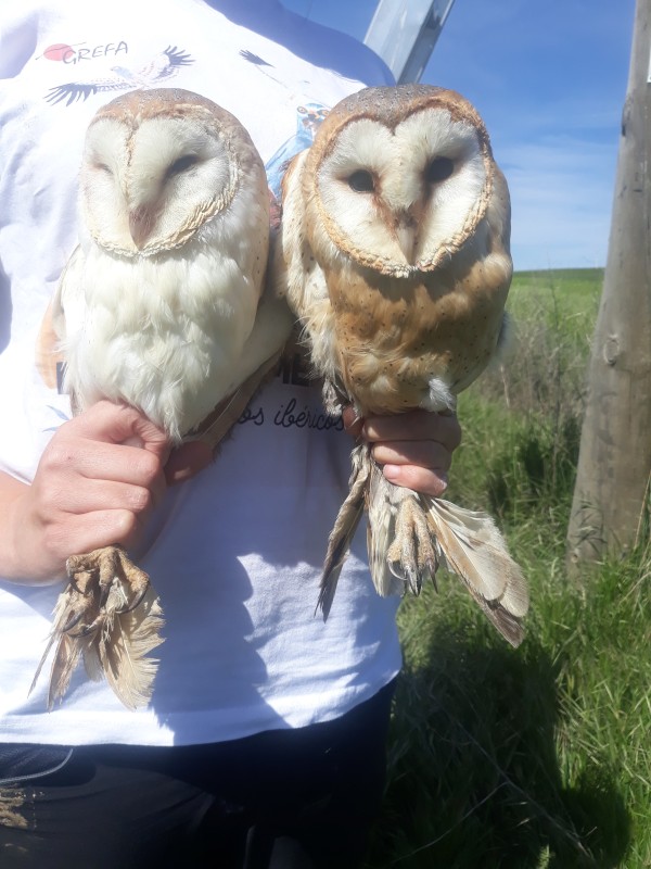 Pareja de lechuzas capturadas por GREFA para su anillamiento en un nido segoviano. La hembra, a la derecha, presenta una coloración más oscura que el macho.