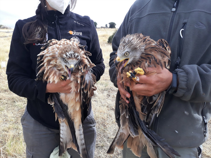 Captura de dos milanos reales en el entorno del CTR Ávila-Norte. A ambos se les hizo revisión veterinaria completa y a uno de ellos además se le dotó de emisor y se le asignó el nombre "Brincalobito". Por desgracia, este ejemplar fue depredado tras su liberación.