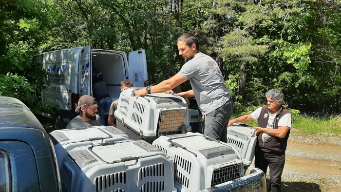 Un momento del operativo de traslado de los buitres negros desde España a Bulgaria.