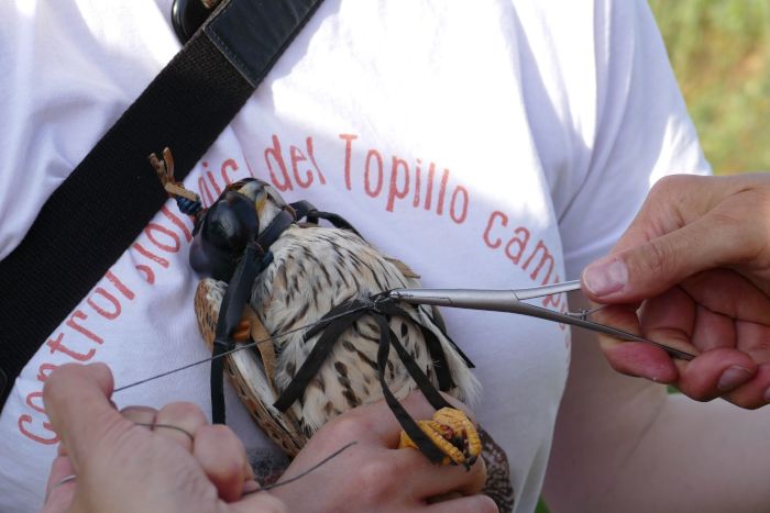 Colocación de un emisor GPS al cernícalo "Barcial", capturado en la provincia de Valladolid.