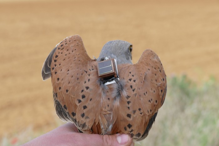 El macho de cernícalo “Benafarces”, una vez equipado con un emisor GPS y a punto de ser liberado.