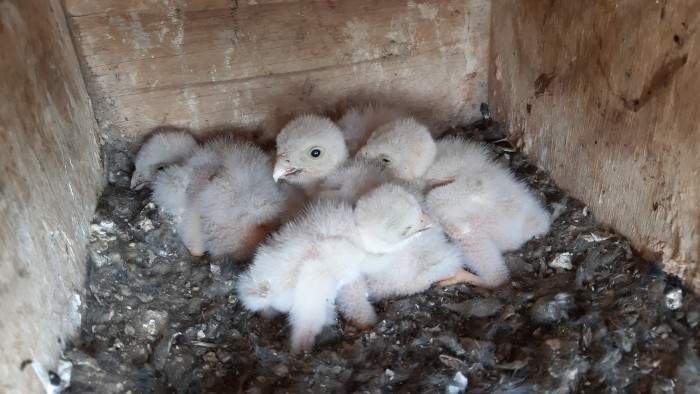 Pollos de "Báscones", uno de los machos marcados con GPS en territorio palentino que ha criado con éxito en su caja nido.
