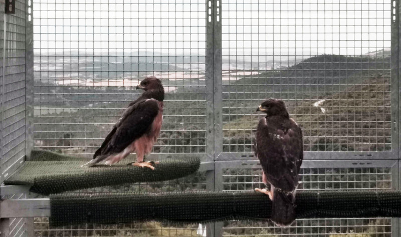 El pollo de águila de Bonelli "Garras", en la jaula-hacking de Arguiñáriz (Guirguillano, Navarra), tras su traslado desde Mallorca. En la foto a "Garras" le acompaña el pollo "Sarbil", que es una hembra procendente de la provincia de Granada.