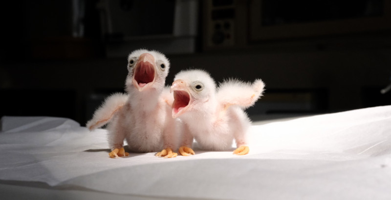 Primeros pollos de cernícalo primilla nacidos en 2022 en GREFA.