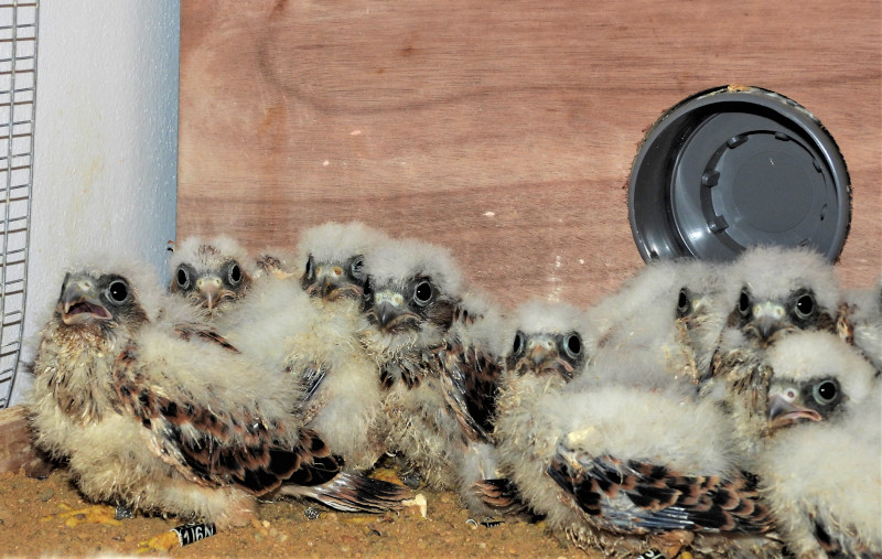 Grupo de pollos de cernícalo primilla criados en cautividad por GREFA en 2022, en el interior del cajón de "hacking" de primillar de Tejadilla (Écija, Sevilla). Foto: José María Ayala.