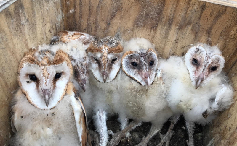 Pollos de lechuza en una caja nido durante su revisión por GREFA.