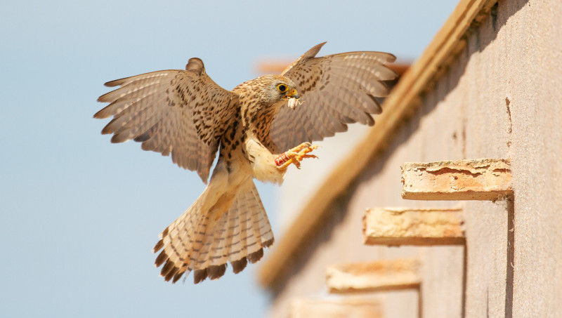 Una hembra de cernícalo primilla se dispone a cebar a sus pollos en un primillar.