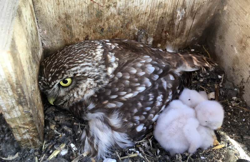 Mochuelo adulto con sus pollos en una de las cajas nido que hemos colocado en Castilla y León.