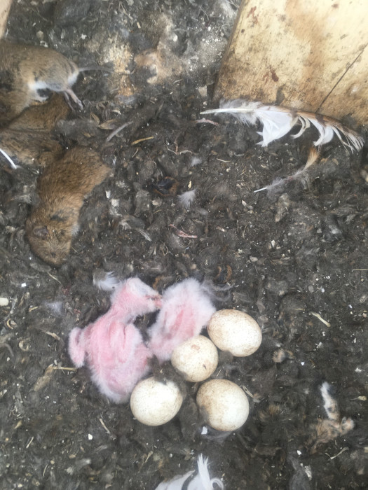 Pollos de lechuza recién nacidos en una de nuestras cajas nido, con varios topillos muertos capturados por los progenitores.