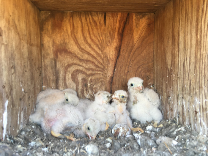 Pollos de cernícalo vulgar, otra de las pequeñas rapaces a las que estamos beneficiando con nuestro proyecto de control biológico.