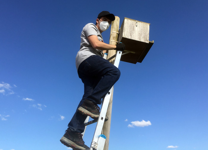 Un voluntario de GREFA en el momento de revisar una caja nido para rapaces depredadoras de topillos.