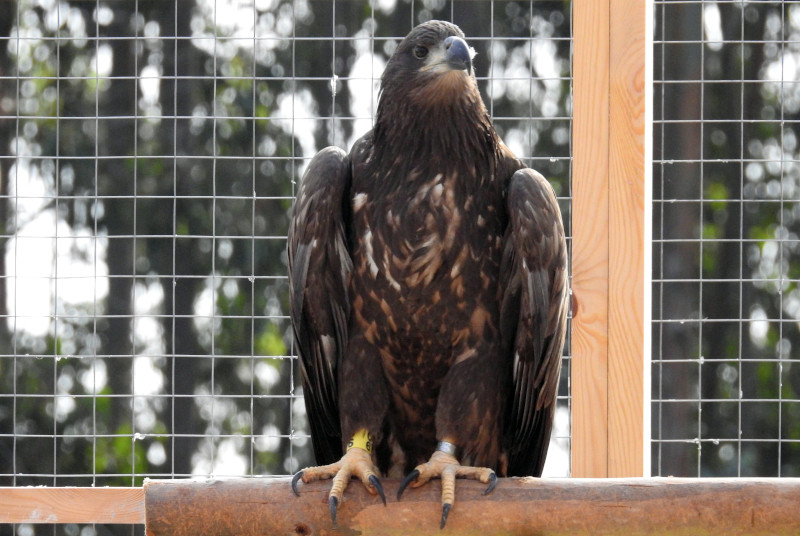 "Sella" en un posadero durante su estancia en el jaulón de pre-suelta existente en el Oriente de Asturias.