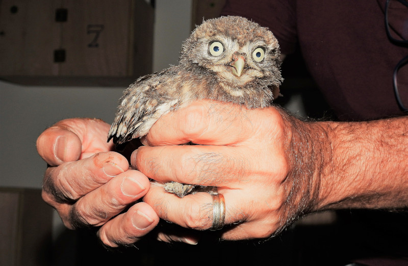 Uno de los pollos de mochuelo en el momento de su introducción en el cajón de "hacking" del primillar de Tejadilla (Écija, Sevilla). Foto: José María Ayala / GREFA Andalucía.