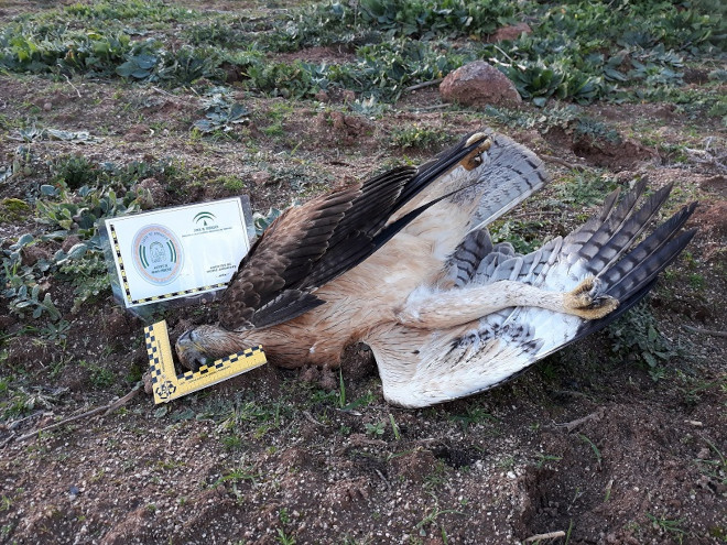 Águila de Bonelli joven electrocutada en el tendido eléctrico de la provincia de Jaén que fue corregido el año pasado gracias a la colaboración de la Junta de Andalucía y AQUILA a-LIFE. Foto: Manuel Rodríguez.