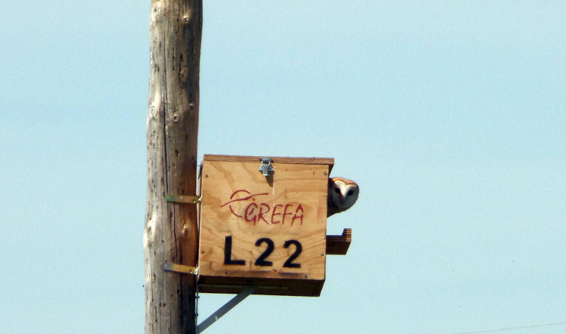 Caja nido para lechuza instalada por GREFA en una temporada anterior, similar a las colocadas en Adrados.