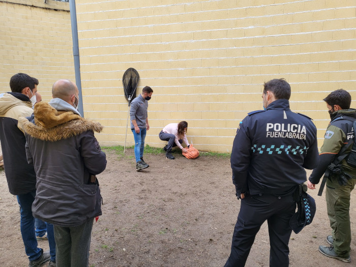 Miembros del Equipo de Rescate de GREFA supervisan el manejo de un búho real durante el reciente curso a los cuerpos y fuerzas de seguridad del Estado, agentes forestales y bomberos.